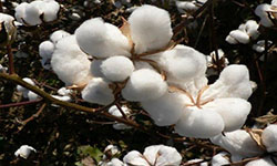 cotton